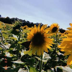 Meet your Posher, Joann